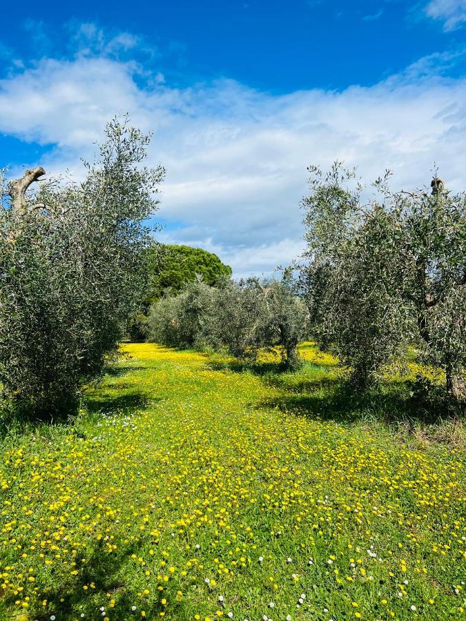 B&B Valle D'Oro Ansedónia Εξωτερικό φωτογραφία
